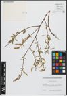 Foto von Salix alba subsp. alba L.